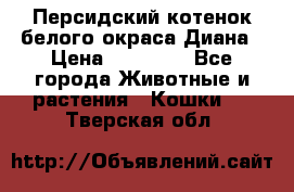 Персидский котенок белого окраса Диана › Цена ­ 40 000 - Все города Животные и растения » Кошки   . Тверская обл.